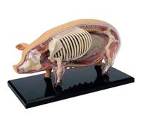 4D Pig Anatomy Model - Detachable Biology Specimen for Veterinary Training and Teaching Demonstrations, Perfect for Classroom Use and Medical Education