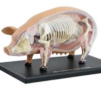 4D Pig Anatomy Model - Detailed Animal Anatomy Model with 19 Detachable Organs for Veterinary Training and Education