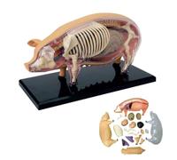 4D Pig Anatomy Model, Pig Skeleton Model Anatomy Model, Detachable | 19 Organs Body Parts, Transparent Torso Design, for Biology Animal Medical Teaching and Research