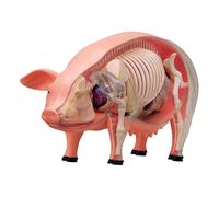 4D Pig Dissection Model with 19 Removable Organs, 6.14x3.46x3.03inch PVC Anatomy Learning Tool for Veterinary Students and Biology Classrooms