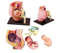 4D Pregnant Woman Model, Human Pregnancy Educational Toy with Fetal Organs, Didactic Assembly for Learning and Teaching Anatomy