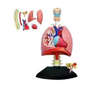 4D Respiratory System Model - Human Heart and Lungs with 21 Removable Parts for Medical Teaching and Educational Training Aid