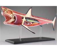 4D Shark Anatomy Model, Animal Anatomical Model, 20 Detachable Organs and Body Parts Biology Model for Study Display Teaching Medical Model, Assembly Toy.