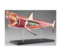 4D Shark Anatomy Model, Detachable 20 Parts Shark Organ Anatomy Model,Animal Anatomical Model for Study Display Teaching Medical Model, Assembly Toy