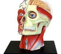 4D, Skeletal Model, Anatomical Muscles, Nerves, And Organs, 14 Detachable Scaffolds For Display, DIY Medical Teaching Model