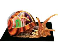 4D Snails Anatomy Model, Animal Anatomical, 32 Detachable Organs and Parts, for Teaching Biology to School