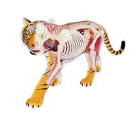 4D Tiger Anatomy Model Animal Skeleton Anatomy Model Medical Teaching Aid Educational Equipment with Fully Detachable 28 Organs and Body Parts Anatomy Teaching Model