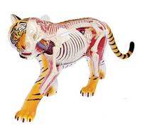 4D Tiger Anatomy Model - Removable 28 Parts Teaching Model for Biology Education and Display