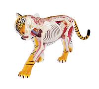 4D Tiger Organ Anatomical Model Educational Model Tiger Anatomical Model Detachable Organ and Parts Animal Anatomical Model for MedicaEducational Training AidGr