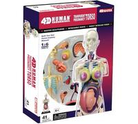 4D Transparent Pregnancy Torso Model,Human Anatomy Skeleton Torso Model,Removable 41 Parts,for Preschool and School Education Display
