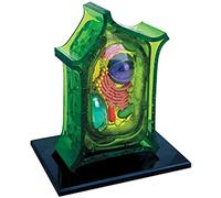 4D Vision Anatomical Plant Model - Animal And Plant Cells Model - Biological Experimental Teaching Comparative For Study Display Teaching Model