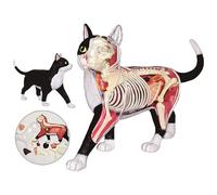 4D Vision Cat Anatomy Model, 28 Detachable Organs and Body Parts, Animal Veterinary Training for Animal Teaching Demonstration Cat Model Anatomy Tool