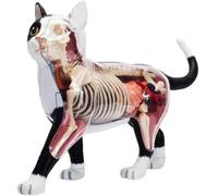 4D Vision Cat Anatomy Model, 28 Detachable Organs and Body Parts, Animal Veterinary Training for Animal Teaching Demonstration Cat Model Anatomy Tool