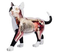 4D Vision Cat Anatomy Model, 28 Detachable Organs, Veterinary Teaching Aid for Animal Science