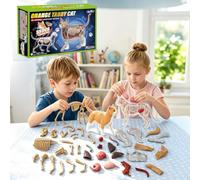 4D Vision Cat Anatomy Model, 35 Detachable Parts, Plastic Educational Model | Explore realistic feline anatomy with 35 removable parts that help identify organs, muscles, and body structures by assembly.