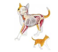 4D Vision Cat Anatomy Model Kit - Detachable Organs And Skeleton Model For Education Aid, 28 Parts Anatomical