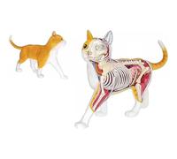4D Vision Cat Anatomy Model, Orange Cat Skeleton Model Kit, 28 Detachable Organs and Body Parts, Animal Veterinary Training for Animal Teaching Demonstration