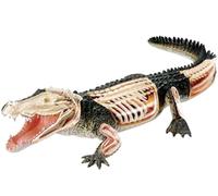 4D Vision Crocodile Anatomy Model, Animal Organ Model, Crocodile Skeleton Educational Model, Removable 26 Parts Organs and Body Parts, for Animal Research