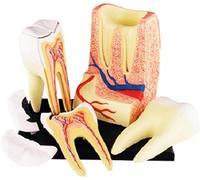 4d Vision Dental Teeth Models 23 Detachable Organs Standard Tooth Model Teeth Anatomy Model Puzzle Toy Adult Simulation Teeth Display for Medical Educational Training Aid