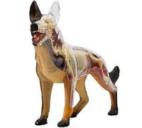 4D Vision Dog Anatomy Model, Wolf Dog Skeleton Anatomy Assembly Model, 29 Pieces Detachable Organs Body Parts Teaching Animal Anatomy
