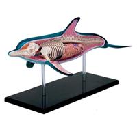 4D Vision Dolphin Anatomy Model, 18 Organs And Body Parts, Three-Dimensional Puzzle Dolphin Model, Dolphin Intelligence Skeleton Sample Model