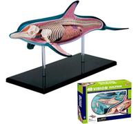 4D-Vision Dolphin Anatomy Model, Organ Anatomy Medical for Animal Teaching Demonstration models medical