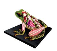 4D Vision Frog Anatomy Model, 31 Part Detachable Frog Organs and Body Parts Model, Educational Medical Clinic Teaching Equipment, Toy Gift