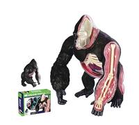 4D Vision Gorilla Anatomy Model, Anatomical Silverback Ape Organ Structure Model,Detachable 29 Parts Silverback Ape Organ for Study Display Teaching