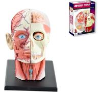 4D Vision Human Head Anatomical Model, 14 Detachable Parts Head Skull And Brain With Muscle And Nerve Vessel For Medical Science Teaching Education Display