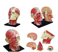 4D Vision Human Head Anatomy Model - 14 Parts Removable Skull Brain Anatomical Model Head Puzzle Toy Medical Science Teaching Tool