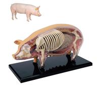 4D Vision Pig Anatomy Model, Pig Anatomy Medical Teaching Models, Detachable 19 Organs Body Parts Animal Model, Biology Skeleton Specimen, for Veterinary Training in Pet Clinics