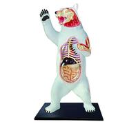 4D Vision Polar Bear Anatomy Model - Half-Transparent Simulation with 36 Detachable Organs for Educational Biology and Animal Skeleton Study