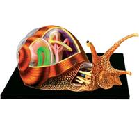4D Vision Snails Anatomy Model, Removable 32 Body Parts, Snails Organ Structure Model, Simulation Puzzle Assembly Toy, for Teaching Biology Animal to School.