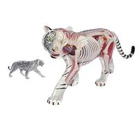 4D Vision Tiger Anatomy Model, Tiger Intelligence Skeleton Specimen Model with Fully Detachable 28 Organs and Body Parts, Three Dimensional Puzzle Tiger Anatomical Model
