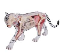 4D Vision Tiger Anatomy Model, with Fully Detachable 28 Organs and Body Parts, Three Dimensional Puzzle White Tiger Anatomical Model, Skeleton Specimen Model