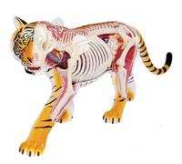 4D Vision Tiger Anatomy Puzzle, 28 Removable Organs, Skeleton Specimen Model, Educational Science Kit for Learning