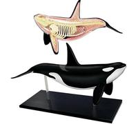 4D Vision Whale Anatomy Model,16 Detachable Whale Organ Skeleton Model,Animal Anatomy Model For Biology Medical Teaching And Research
