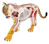 4D Visual Animal Anatomy Three Dimensional Puzzle Tiger Anatomical Model Parent-Child Toy Detachable 28 Parts home