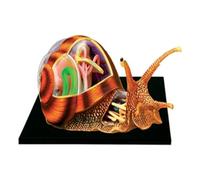4D Visual Snails Anatomical Model -32 Detachable Organs and Body Parts Anatomy Model - for Biology Animal Medical Teaching Model