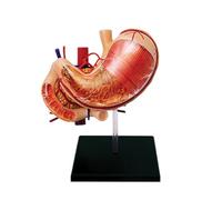 4D Visual Stomach Anatomical Model Human Organ Detachable 12 Parts Human Stomach Pancreas Digestive Organs Medical Model for Medical Teaching