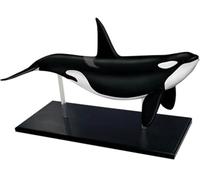 4D Whale Organ Anatomy Model with 16 Detachable Organ Parts for Teaching and Study - Marine Organism Decoration and Educational Tool