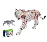 4D White Tiger Anatomical Model, Animal Skeleton Specimen, Removable Biology, 28 Parts, Animal Teaching Demonstration