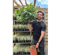 4ft / 5ft Spiral Stem Standard Bay Tree | Laurus nobilis | 110-120cm, 140-150cm., 4ft (110-120cm) including the growers pot