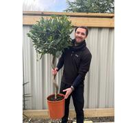 4ft / 5ft Spiral Stem Standard Bay Tree | Laurus nobilis | 110-120cm, 140-150cm., 5ft (130-150cm) including the growers pot PRE ORDER W/C 11/11