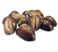 4OUR FAITH Lakshmi Kali/Black Kawri Kodi Shells | Cowrie Sea Shells for Laxmi Puja, Diwali Puja | Large Size (Pack of 11 Pieces) - Ideal for Religious Rituals, Spiritual Use & Home Decor - Pack of 1