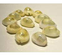 4OUR FAITH Lakshmi Peeli/Yellow Cowrie Shells | Kodi Peeli for Laxmi Puja, Diwali Puja | Large Cowrie Sea Shells for Wealth & Prosperity (Pack of 21 Pieces) - 1 Pack
