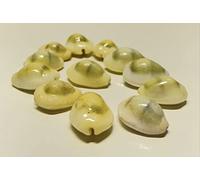 4OUR FAITH Lakshmi Peeli/Yellow Kawri | Kodi Peeli | Cowrie Sea Shell | Kodi Shells for Laxmi Puja, Diwali Puja (Large) (Pack of 11 Pieces) - Pack of 1