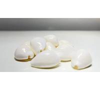 4OUR FAITH Lakshmi Safed Kawri | White Kodi Cowrie Sea Shells for Laxmi Puja, Diwali Puja - Large Size (Pack of 21 Pieces) | Ideal for Home Worship, Puja Rituals, and Diwali Décor | Pack of 1