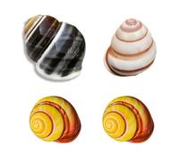 4PCS Hermit Crab Shells Natural Sea Conch Size 0.4" - 1.6" Hermit Crab Accessories Turbo Shells for Small Medium and Large Crabs