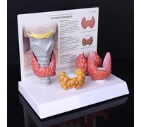 4Pcs Thyroid Anatomical Model, 3:1 Thyroid and Larynx Human Anatomy Thyroid Diseases,Digestive System Display Study Human Body Teaching Tool